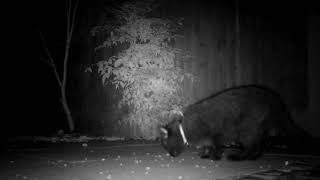 Black Cat Enjoying The Hedgehog Food Night Vision Nov 2024 [upl. by Brufsky14]