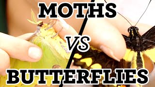 Moths vs Butterflies  Whats the difference [upl. by Bettzel]