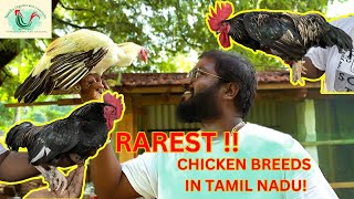 RAREST CHICKEN BREEDS in Tamil Nadu  Japanese Bantam amp Nicobari Chicken  poultry farm livestock [upl. by Leirraj18]