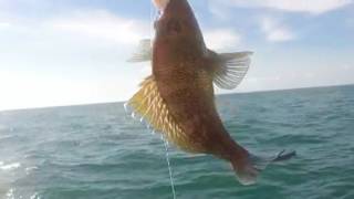 Near shore fishing off Murrels Inlet [upl. by Adnov973]