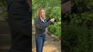 🌳 Amelanchier canadensis serviceberry a fruitbearing native tree FruitTrees Foraging [upl. by Retsub398]