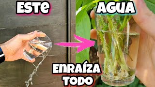 Este AGUA lo ENRAIZA TODO Enraizante para plantas árboles cítricos Ramas Frutales Esquejes [upl. by Ecyned146]