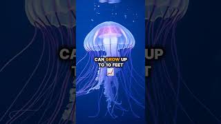 DEADLIEST SEA CREATURE shorts animals creature jellyfish viralvideo [upl. by Doone]