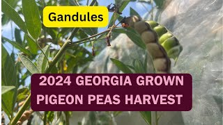 2024 Pigeon Peas Harvest [upl. by Claribel]