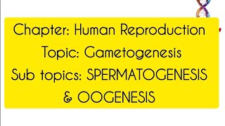 GametogenesisClass12th BiologyHuman Reproduction [upl. by Tamma933]