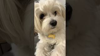 morkie yorkie maltese dogvideo cutedog animalvideos [upl. by Elinad]