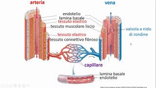 Sistema circolatorio [upl. by Luapnaes]