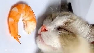 Funny Sleeping Cat with Shrimp [upl. by Paulsen]