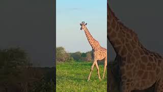 Giraffe seen during a safari shorts wildlife [upl. by Nangem560]