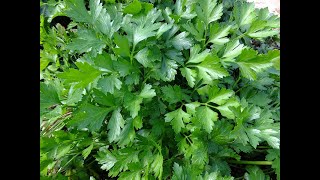 Benefits of Parsley for Skin and Hair The Secret to Natural Beauty [upl. by Assili]