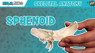 Sphenoid Bone Anatomy [upl. by Namyh]