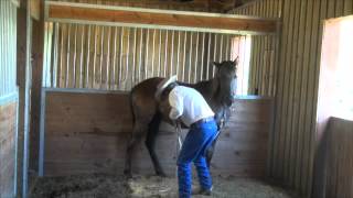 Working a yearling [upl. by Erelia]