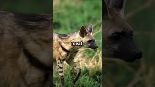 The Gentle and Mysterious Aardwolf aardwolf animalfacts animalkingdom wildlife Africa [upl. by Johnette]