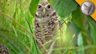 A Rare Glimpse of the Burrowing Owl [upl. by Fanny]