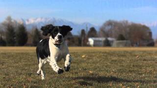 Dogs running in slow motion [upl. by Eatnoled]