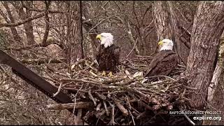 Decorah North Nest 112124 Stick work continues the Norths watchful windy day [upl. by Eninotna955]