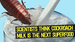 Scientists Think COCKROACH MILK Could be the Superfood of the Future [upl. by Siraf]