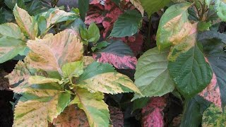 Acalypha plant Care amp Growing Tips Copperleaf Plant Easy Growing Guide [upl. by Neelhtac]