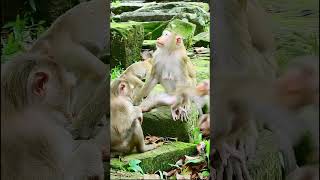 78 Cute All babies monkey Sovana Family Luna feels wells  cute  Monkey Animals  Funny papakris [upl. by Adelpho]