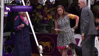 Entlebucher Mountain Dogs  Breed Judging 2021 [upl. by Scholem619]