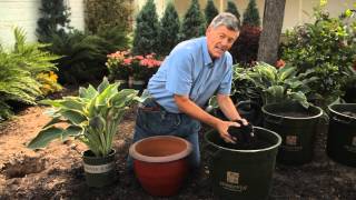 How to Plant Container Hostas  Garden Savvy [upl. by Atsirc971]