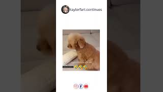 Dog funny Fart in Mic 🤣🤣🤣 fart viral trending dog doglover youtubeshorts youtube [upl. by Ludwig]