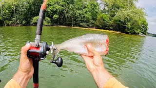 4 Hours of RAW and UNCUT Kayak Catfishing  Anchor Fishing with Cut Bait on Chickamauga Reservoir [upl. by Nothgierc68]