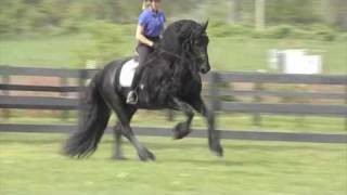 FRIESIAN STALLION quotLeave you Breathlessquot [upl. by Platus61]