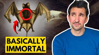 We FINALLY Understand Why Bats Live So Long [upl. by Llertal]