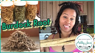 Burdock Root  Tea Recipe  Amazing Healing Power amp Health Benefits [upl. by Dammahum164]