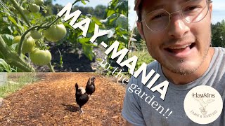 Spring to Summer NoTill Garden  Harvest  May Homestead Tour [upl. by Noell]