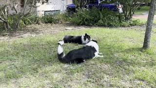 Two Collies Playing [upl. by Jakie]