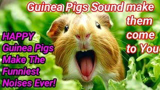 happy guinea pig noises  guinea pig sound make them come to you [upl. by Llertnahs]