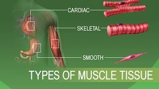 Anatomy and Physiology of Tissues [upl. by Leroy848]