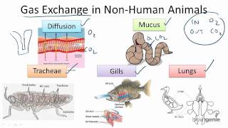 716 Gas Exchange in NonHuman Animals [upl. by Donny846]