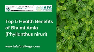 Top 5 Health Benefits of Bhumi Amla Phyllanthus niruri [upl. by Aikam]