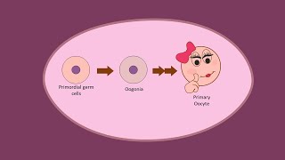 Oogenesis part 1  Development of Oocytes Primary before birth [upl. by Leibarg]