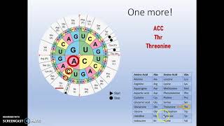 Translating Codons to Amino Acids using the Wheel and Chart [upl. by Lalise]