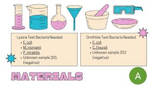 Group 1 Adamari De La Cerda Mario Flores Castro – Lab Report 6 Decarboxylase Tests Fall 2024 [upl. by Lisk]