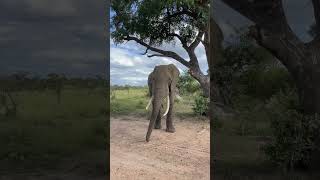 Elephants Delight Feasting on Sweet Marula Fruits animal wildlife wildanimal [upl. by Fiske]