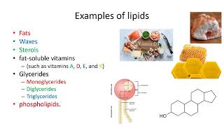 Lipids Definition and Its Functions  Lecture 7a [upl. by Aikemehs]