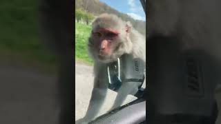 Longleat safari park Uk monkeys wowed [upl. by Tyne]