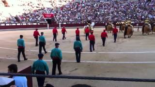 Intro to Bull Fights in Madrid [upl. by Nyladam]