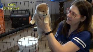 Shiba Inu Puppy Playtime Affection 8 18 23 shibainupuppies [upl. by Brittany]