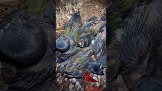 🤩 0 to 21 days Development of Gouldian Finch Chicks in Nest  Bird Sounds birds timelapse bird [upl. by Annaeg829]