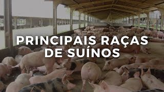 Principais RAÇAS de SUÍNOS [upl. by Saxet]