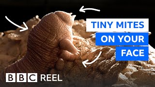 There are thousands of mites living on your face – BBC REEL [upl. by Addis]