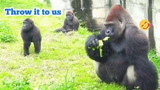 阿爸都自己吃😆🤣Silverback gorilla family interactionsDjeeco FamilyTayariJabaliIrikiRingo [upl. by Veradi]