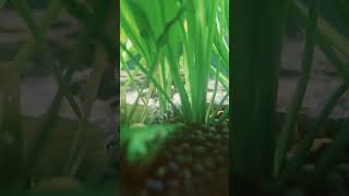 Kuhli LOACH making a appearance shorts fish shortsvideo rock [upl. by Talyah]