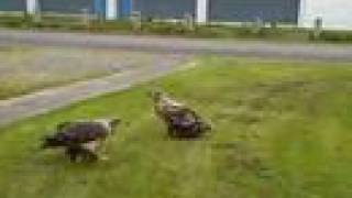 Over 30 Bald Eagles in the back yard [upl. by Bethel]